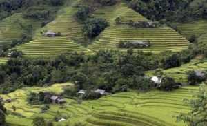 Сельское хозяйство во Вьетнаме