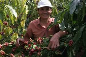 Выращивание кофе во Вьетнаме
