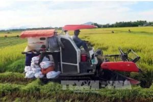Для увеличения урожая риса во Вьетнаме требуется улучшение технологии